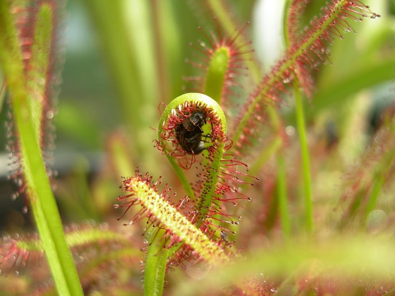 Carnivorous Plants