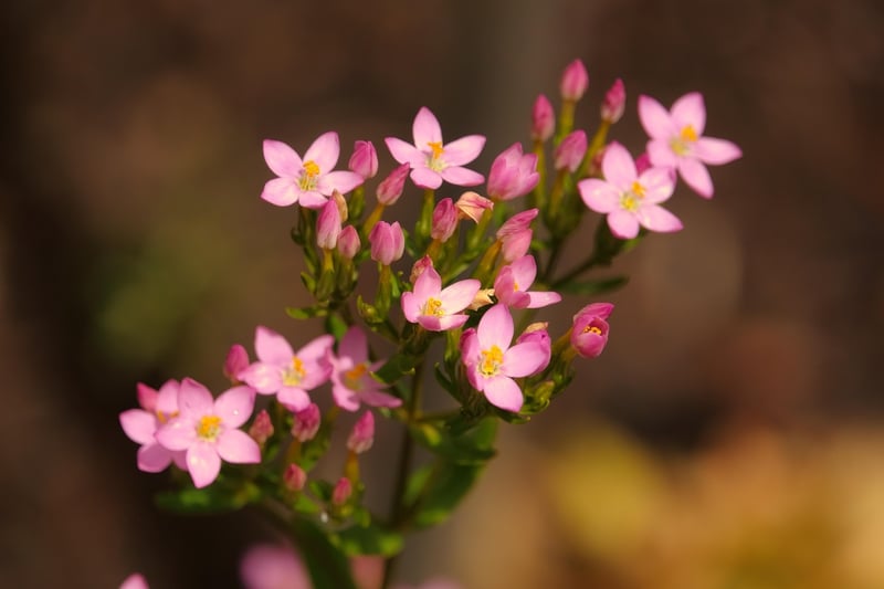 Floral Photography