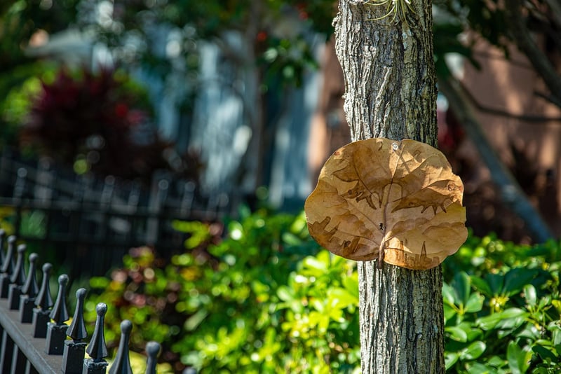 Leaf Prints