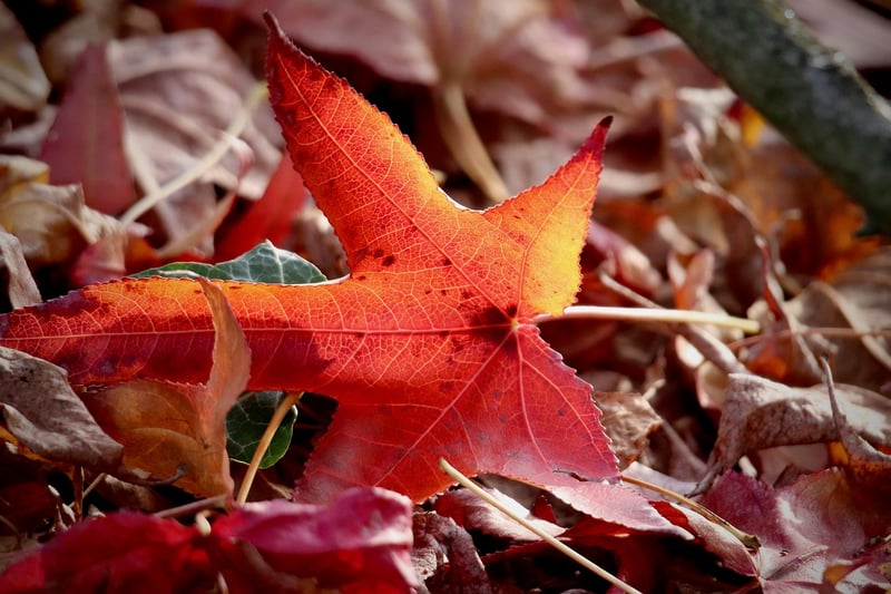 Leaf Print Example 2