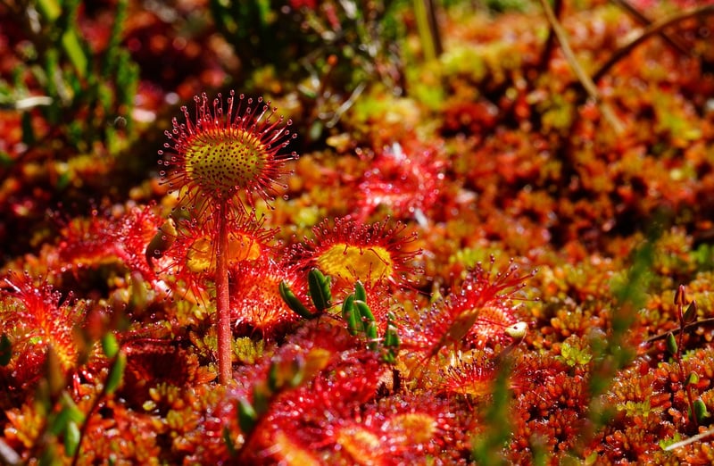 Sundew